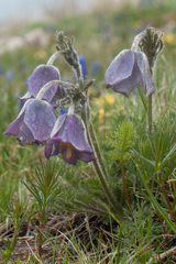 Pulsatilla