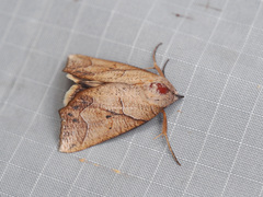 Pterogonia aurigutta