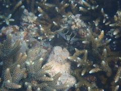 Canthigaster valentini