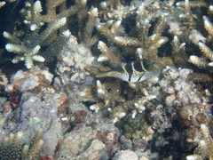 Canthigaster valentini