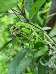 Ohwia caudata