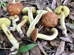 Hemileccinum rubropunctum