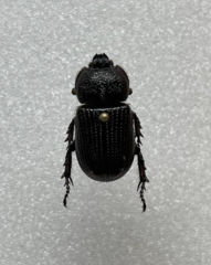 Hemiphileurus illatus