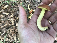 Hemileccinum rubropunctum