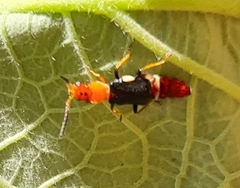 Carphurus fasciculatus