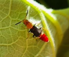 Carphurus fasciculatus