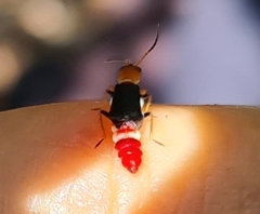 Carphurus fasciculatus