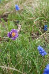 Pulsatilla