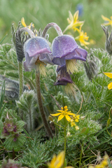 Pulsatilla