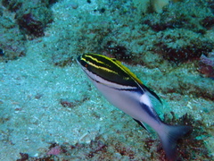 Scolopsis bilineata