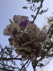 Ramirezella penduliflora