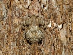 Stephanopis altifrons