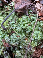 Pallavicinia lyellii