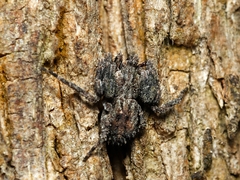 Stephanopis altifrons