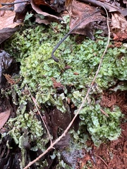 Pallavicinia lyellii