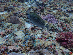Siganus spinus