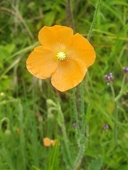 Papaver aculeatum