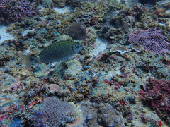 Siganus spinus