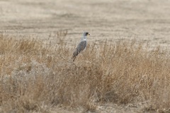 Melierax poliopterus