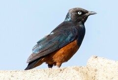 Lamprotornis pulcher