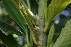 Melicytus chathamicus