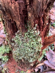 Pallavicinia lyellii