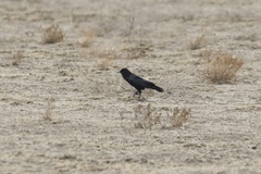 Corvus capensis