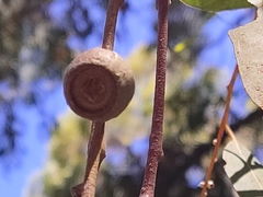 Eucalyptus todtiana
