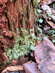 Pallavicinia lyellii