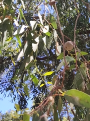 Eucalyptus todtiana