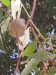 Eucalyptus todtiana