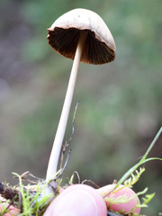 Psathyrella longipes