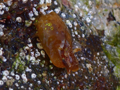 Aplysiidae