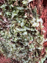 Pallavicinia lyellii