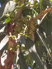 Eucalyptus todtiana