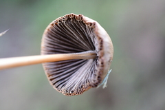 Psathyrella longipes