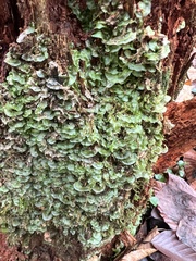 Pallavicinia lyellii