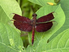 Neurothemis ramburii