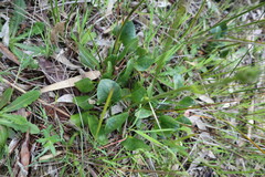 Ornduffia reniformis