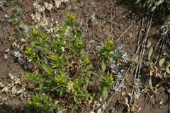 Columbiadoria hallii