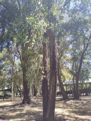 Eucalyptus todtiana