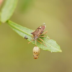 Oechalia schellenbergii