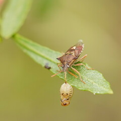 Oechalia schellenbergii