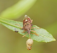 Oechalia schellenbergii