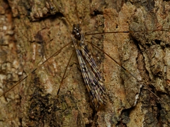 Discobola australis