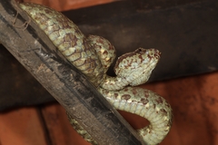 Craspedocephalus malabaricus