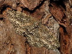 Ectropis fractaria