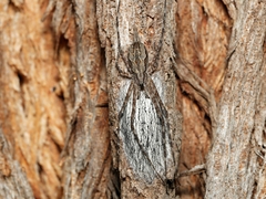 Tamopsis fickerti