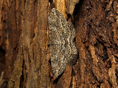 Ectropis fractaria