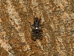 Cairnsimyia